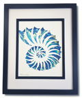 Ammonite