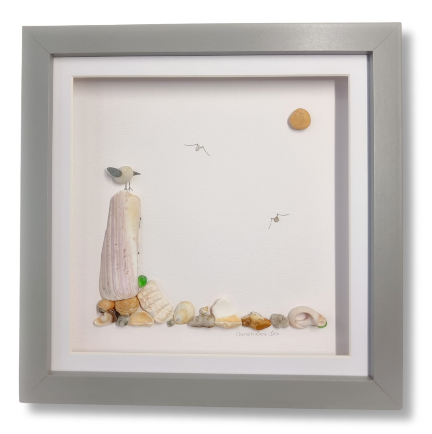 Seagull shell picture