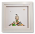 Seagull shell picture