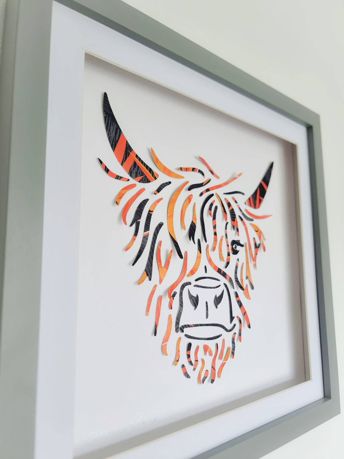 Highland Coo
